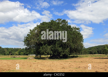 Alte Eibe an der Waverley Abtei in der Nähe von Farnham, Surrey, am Fluss Wey. Stockfoto