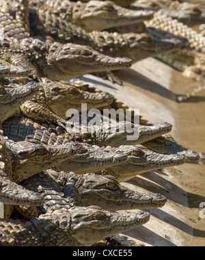 Junge Nilkrokodile (Crocodylus niloticus) auf der Krokodilfarm in der Nähe von Siavonga, Sambia Stockfoto