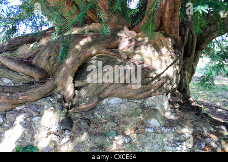 Alte Eibe an der Waverley Abtei in der Nähe von Farnham, Surrey, am Fluss Wey. Stockfoto