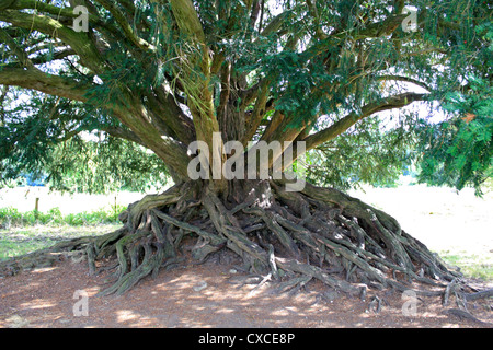 Alte Eibe an der Waverley Abtei in der Nähe von Farnham, Surrey, am Fluss Wey. Stockfoto