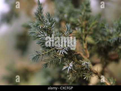 Meyers Wacholder Juniperus Squamata 'Meyeri' Stockfoto