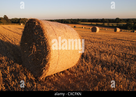 Rundballen Weizenstroh am Rand eines Feldes, Bäume und Himmel im Hintergrund Stoppeln im Vordergrund. am späten Abendlicht Stockfoto