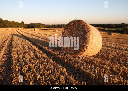 Rundballen Weizenstroh am Rand eines Feldes, Bäume und Himmel im Hintergrund Stoppeln im Vordergrund. am späten Abendlicht Stockfoto