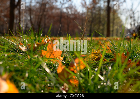 Das bunte Laub auf dem leuchtend grünen Rasen Stockfoto