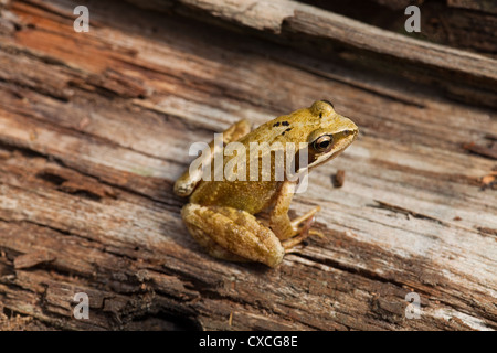 Grasfrosch (Rana Temporaria). Unter einem Haufen von Holz entstehen. Privater Garten. Ingham, Norfolk. Stockfoto