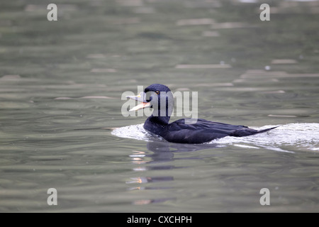 Gemeinsamen Scoter Melanitta Nigra, einzelnes Männchen auf dem Wasser, Gefangener Vogel, September 2012 Stockfoto