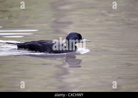 Gemeinsamen Scoter Melanitta Nigra, einzelnes Männchen auf dem Wasser, Gefangener Vogel, September 2012 Stockfoto