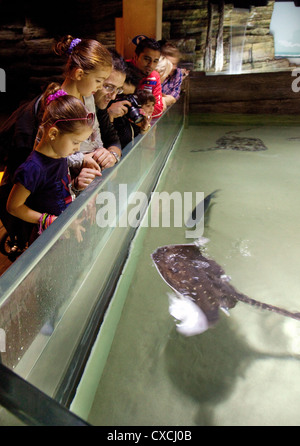Familien und Kinder mit Blick auf die Fische im Sea Life London Aquarium, South Bank, London, Großbritannien Stockfoto