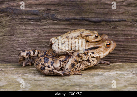 Gemeinsamen Kröten (Bufo Bufo). Paar in Amplexus; das größere Tier unter das Männchen Weibchen. Auf dem Land. Stockfoto