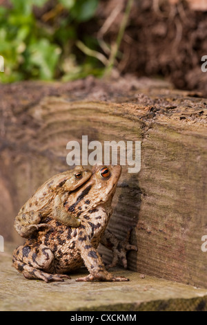 Gemeinsamen Kröten Bufo Bufo paar in Amplexus. Auf dem Land, kletterten über und um Hindernisse herum unterwegs zum angestammten Zucht Teich. Stockfoto