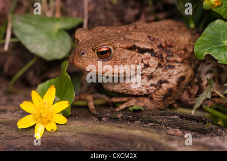 Gemeinsamen Kröte (Bufo Bufo). Porträt. Kleinen Schöllkraut (Ranunculus Ficaria). Leben in einem Garten Hecke. Stockfoto