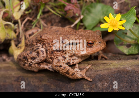 Gemeinsame oder europäische Kröte (Bufo Bufo) und kleinen Schöllkraut (Ranunculus Ficaria). Frühling. Stockfoto