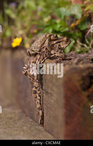 Gemeinsamen Kröten Bufo Bufo paar in Amplexus. Auf dem Land, kletterten über und um Hindernisse herum unterwegs zum angestammten Zucht Teich. Stockfoto