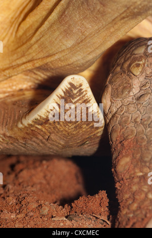 PFLUGSCHAR Schildkröte Astrochelys Yniphora. Nahaufnahme mit umgedrehten unbefiederten Scute von Plastron projizieren. Stockfoto