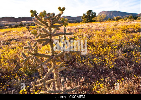 Parker Canyon Klippen in der Nähe Sonnenuntergang mit Wildblumen, Kakteen und eine Vielzahl von Gräsern beginnen zu leuchten. Arizona. Stockfoto