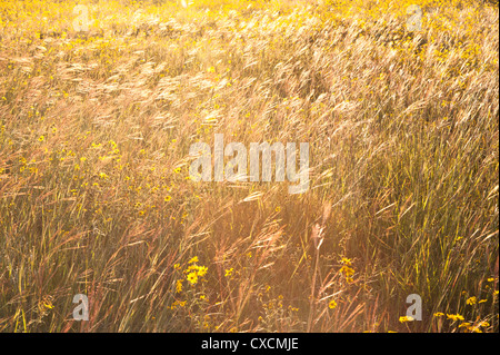 Parker Canyon Klippen in der Nähe Sonnenuntergang mit Wildblumen, Kakteen und eine Vielzahl von Gräsern beginnen zu leuchten. Arizona. Stockfoto