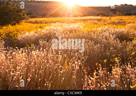 Parker Canyon Klippen in der Nähe Sonnenuntergang mit Wildblumen, Kakteen und eine Vielzahl von Gräsern beginnen zu leuchten. Arizona. Stockfoto