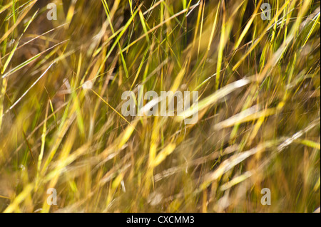 Parker Canyon Klippen in der Nähe Sonnenuntergang mit Wildblumen, Kakteen und eine Vielzahl von Gräsern beginnen zu leuchten. Arizona. Stockfoto