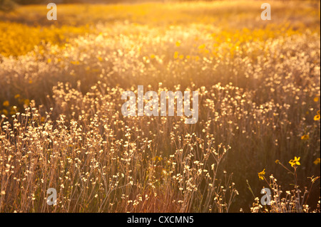 Parker Canyon Klippen in der Nähe Sonnenuntergang mit Wildblumen, Kakteen und eine Vielzahl von Gräsern beginnen zu leuchten. Arizona. Stockfoto