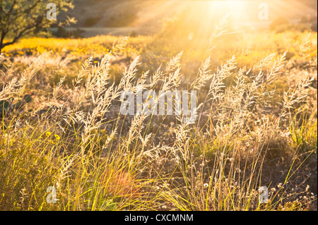 Parker Canyon Klippen in der Nähe Sonnenuntergang mit Wildblumen, Kakteen und eine Vielzahl von Gräsern beginnen zu leuchten. Arizona. Stockfoto