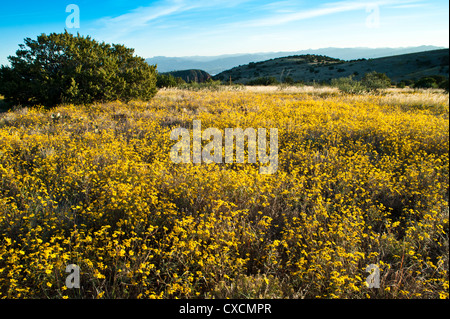 Parker Canyon Klippen in der Nähe Sonnenuntergang mit Wildblumen, Kakteen und eine Vielzahl von Gräsern beginnen zu leuchten. Arizona. Stockfoto