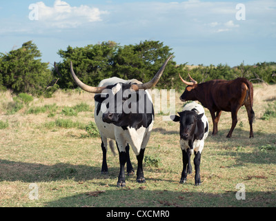 Eine Texas Longhorn Kuh, Bos Bos, mit Kalb an ihrer Seite und eine andere Kuh hinter ihr. Stockfoto