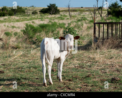 Eine junge, weiße Texas Longhorn Kalb, BOS BOS, stehend auf einer Weide in Western Oklahoma in den Vereinigten Staaten. USA. Stockfoto