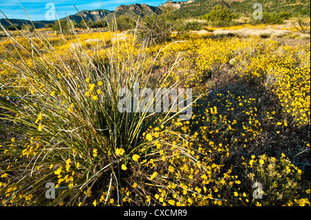 Parker Canyon Klippen in der Nähe Sonnenuntergang mit Wildblumen, Kakteen und eine Vielzahl von Gräsern beginnen zu leuchten. Arizona. Stockfoto