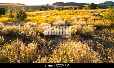 Parker Canyon Klippen in der Nähe Sonnenuntergang mit Wildblumen, Kakteen und eine Vielzahl von Gräsern beginnen zu leuchten. Arizona. Stockfoto