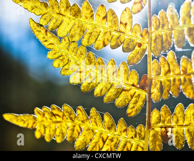 Nahaufnahme von Lady Farn. Arizona. Stockfoto