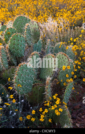 Parker Canyon Klippen in der Nähe Sonnenuntergang mit Wildblumen, Kakteen und eine Vielzahl von Gräsern beginnen zu leuchten. Arizona. Stockfoto