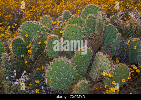 Parker Canyon Klippen in der Nähe Sonnenuntergang mit Wildblumen, Kakteen und eine Vielzahl von Gräsern beginnen zu leuchten. Arizona. Stockfoto