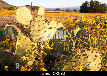 Parker Canyon Klippen in der Nähe Sonnenuntergang mit Wildblumen, Kakteen und eine Vielzahl von Gräsern beginnen zu leuchten. Arizona. Stockfoto