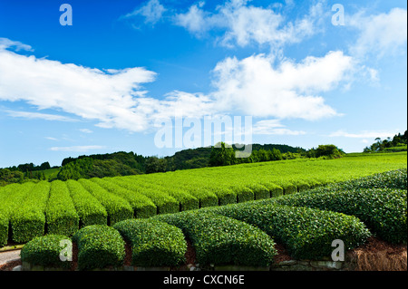 Schöne frische grüner-Tee-Plantage in Nihondaira, Shizuoka - Japan Stockfoto