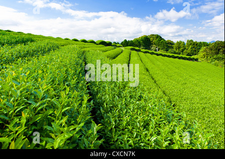 Schöne frische grüner-Tee-Plantage in Nihondaira, Shizuoka - Japan Stockfoto