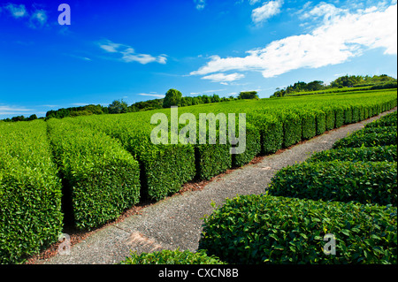Schöne frische grüner-Tee-Plantage in Nihondaira, Shizuoka - Japan Stockfoto