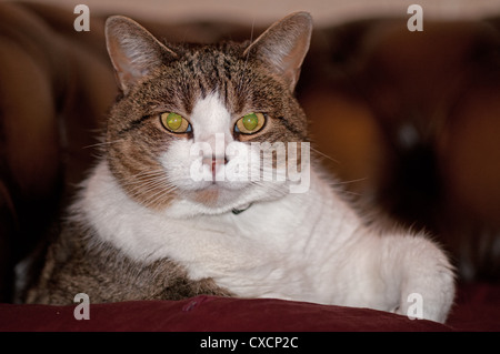 PORTRÄT EINER MAKRELE TABBY HAUSKATZE. Stockfoto