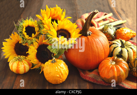 Im Herbst Kürbisse und Sonnenblumen Stockfoto