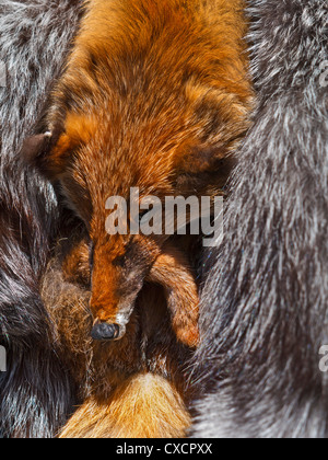 Fox und Silberfuchs Tier Felle kontrovers öffentlich zur Schau für den Verkauf auf Helsinki Hafen Marktstand Helsinki Finnland Stockfoto