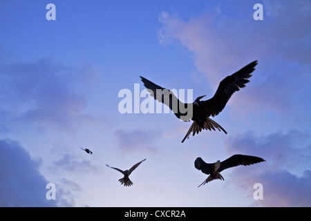 Vögel stellen für Fotografen in der Luft, Fernando De Noronha Archipel, Pernambuco Zustand, Nordosten von Brasilien. Stockfoto