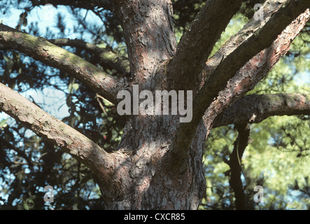 Japanische rot-Kiefer Pinus Densiflora (Tannenbäumen) Stockfoto