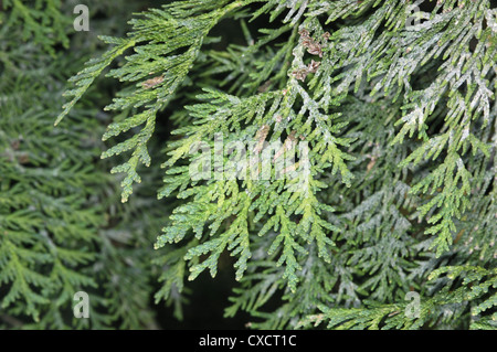 Northern weiße Zeder Thuja Occidentalis (Cupressaceae) Stockfoto