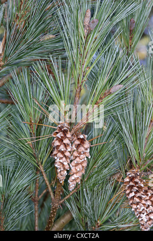 Weymouth-Kiefer-Pinus Strobus (Tannenbäumen) Stockfoto