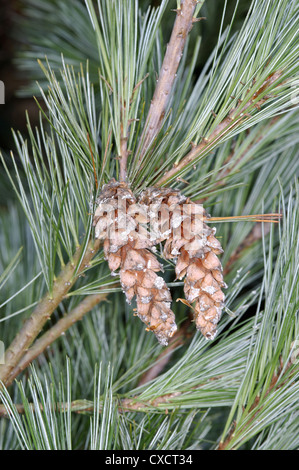 Weymouth-Kiefer-Pinus Strobus (Tannenbäumen) Stockfoto