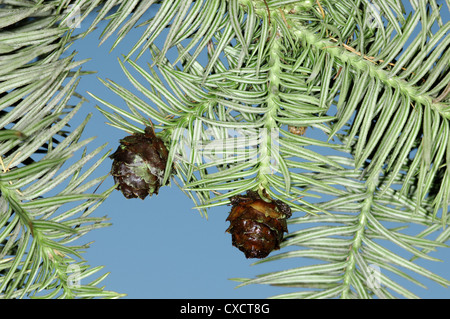 Chinesische Tanne Cunninghamia Lanceolata (Taxodiaceae) Stockfoto