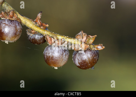 Datum-Pflaume Diospyros Lotus (Ebenaceae) Stockfoto