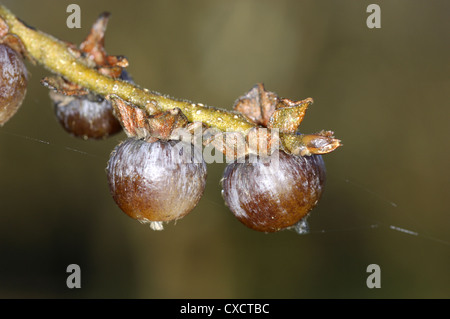 Datum-Pflaume Diospyros Lotus (Ebenaceae) Stockfoto