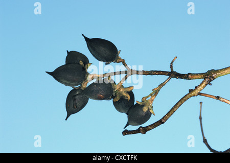 Fingerhut Baum Paulownia Tomentosa (Scrophulariaceae) Stockfoto