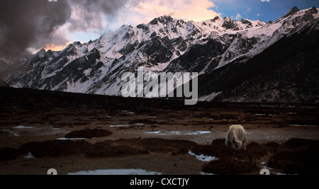 Weiße Yak, Bos Grunniens, Weiden in einem leeren Tal, umgeben von schneebedeckten Bergen, Langtang-Tal, Nepal Stockfoto