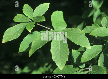 Nikko Ahorn Acer Nikoense (Aceraceae) Stockfoto